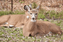 a couple of deer laying down in the grass