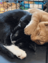 two cats laying next to each other one black and white and one orange