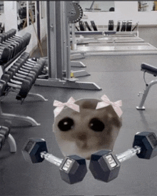 a cat wearing a pink bow is holding a pair of dumbbells with the letters oll on them