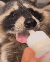 a raccoon drinking milk from a bottle with its mouth open