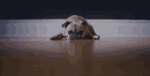 a pug dog laying down on the floor with its head down