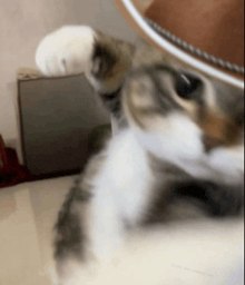 a close up of a cat 's face with a hat on it