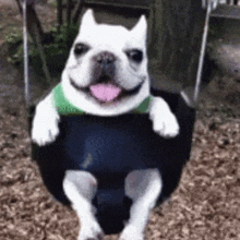 a white dog is sitting on a tire swing with its tongue out .