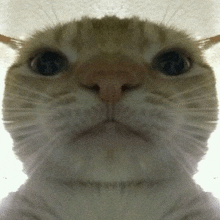 a close up of a cat 's face on a white surface