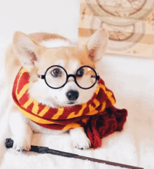 a dog wearing glasses and a scarf with the word wizard on it