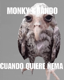 a picture of an owl with the caption monky cuando cuando quiere nema