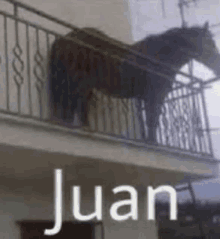 a horse is standing on a balcony with the name juan written on it .