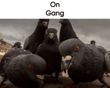 a group of pigeons standing next to each other with the words " on gang " below them