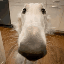 a close up of a dog 's nose looking up at the camera in a kitchen .