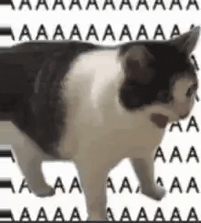 a black and white cat is standing in front of a white background with a lot of letters .