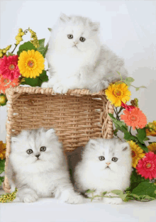 three white kittens sitting in a basket with flowers