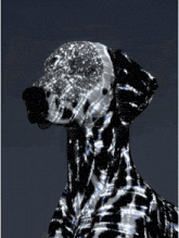 a dalmatian dog with a blue and white pattern on it
