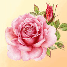 a close up of a pink rose with green leaves on a yellow background