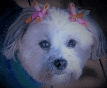 a close up of a small white dog with pink bows in its hair .