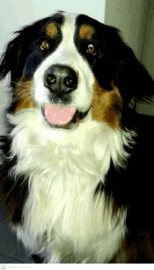 a black brown and white dog with its tongue hanging out