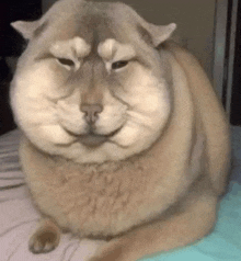 a cat with a very large face is sitting on a bed and smiling .