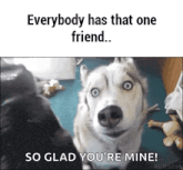 a husky dog is looking at the camera and says `` everybody has that one friend ... so glad you 're mine ''
