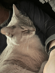 a cat is sleeping on a person 's lap