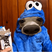 a dog dressed in a cookie monster costume holds a bar of shef 's ice cream