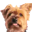 a close up of a dog 's face with its tongue hanging out on a white background .
