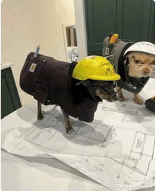 two small dogs wearing hard hats and coats are standing on a blueprint