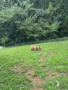 a sheep is laying in the grass in a field