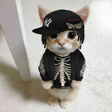 a cat wearing a ny yankees hat and a gucci hoodie