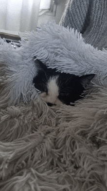 a black and white cat laying under a fluffy blanket