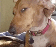 a brown and white dog wearing a pink collar is looking at the camera .