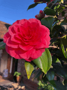 a close up of a pink flower with green leaves against a blue sky