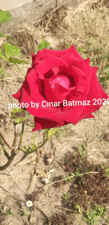 a photo of a red rose was taken by cinar batmaz