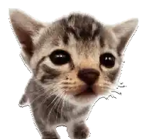 a close up of a kitten looking at the camera with a white background