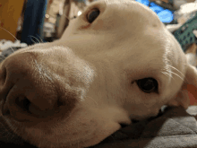 a close up of a white dog 's nose with a tag on it