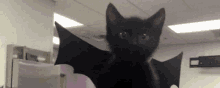 a black cat is wearing a bat costume and looking at the camera .