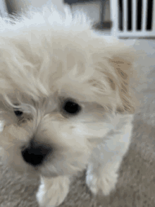 a small white dog with a black nose is standing on the floor