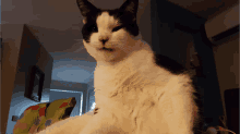 a black and white cat sitting on a chair in a dark room