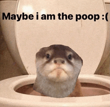 a picture of an otter in a toilet with the words maybe i am the poop below it