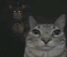 a cat is taking a picture of itself in front of a teddy bear .