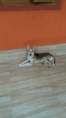 a small brown and white dog laying on a tiled floor