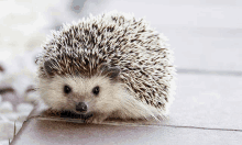 a small hedgehog is sitting on a tiled floor looking at the camera