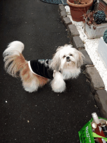 a small brown and white dog wearing a black shirt standing next to a green bag that says petco