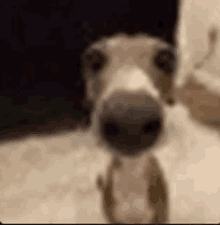 a close up of a dog 's face with a blurred background .