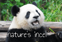 a panda bear with the words nature 's incel on the bottom