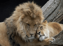 a lion and lioness laying next to each other on a tree branch