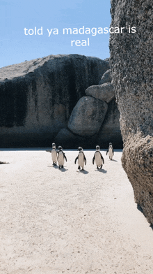 a group of penguins walking on a beach with the words told ya madagascar is real above them