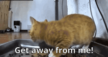 a cat is standing in a bowl of food with the words get away from me