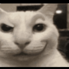 a close up of a white cat 's face with a smile on its face .