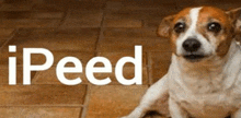 a small brown and white dog is sitting on a tiled floor in front of a sign that says ' ipeed '