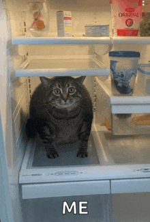 a cat standing in an empty refrigerator next to a carton of original yogurt