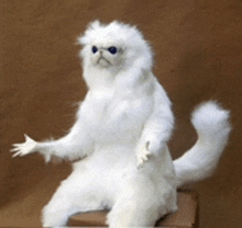 a stuffed animal of a white cat with blue eyes is sitting on a box